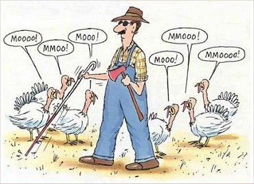 Turkey day humor